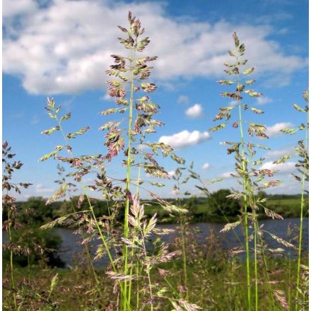 Keskenylevelű perje (Poa angustifolia) vetőmag