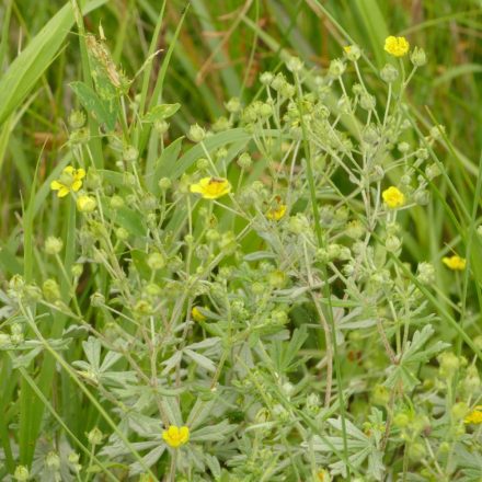 Ezüstös pimpó (Potentilla argentea) vetőmag