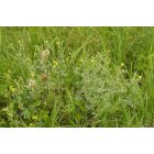 Ezüstös pimpó (Potentilla argentea) vetőmag