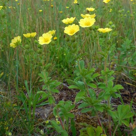 Egyenes pimpó (Potentilla recta) vetőmag