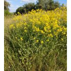 Évelő rekenyő (Rapistrum perenne) vetőmag