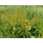 Murvás lórom (Rumex conglomeratus) vetőmag