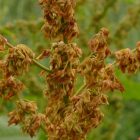 Murvás lórom (Rumex conglomeratus) vetőmag