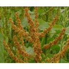 Murvás lórom (Rumex conglomeratus) vetőmag