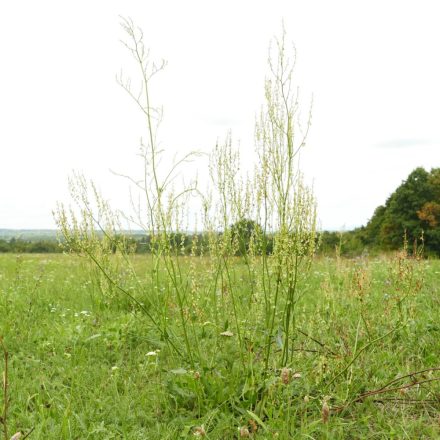 Füles sóska (Rumex thyrsiflorus) vetőmag