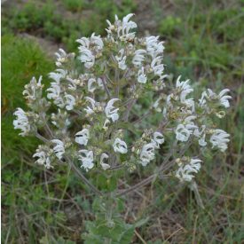 Magyar zsálya (Salvia aethiopis) vetőmag