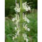 Osztrák zsálya (Salvia austriaca) vetőmag