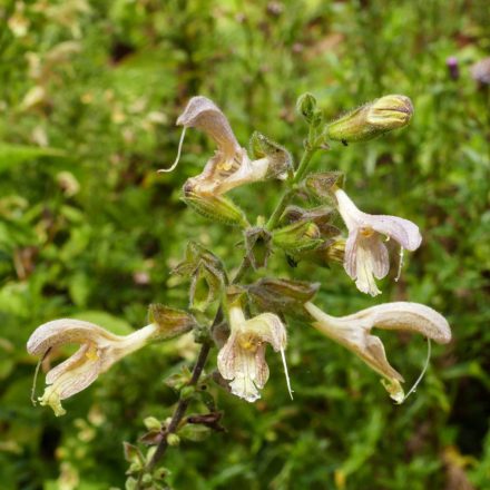 Enyves zsálya (Salvia glutinosa) vetőmag