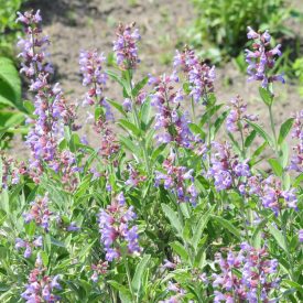 Kerti zsálya, orvosi zsálya (Salvia officinalis) vetőmag