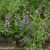 Kerti zsálya, orvosi zsálya (Salvia officinalis) vetőmag