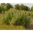 Kerti zsálya, orvosi zsálya (Salvia officinalis) vetőmag