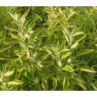 Kerti zsálya, orvosi zsálya (Salvia officinalis) vetőmag