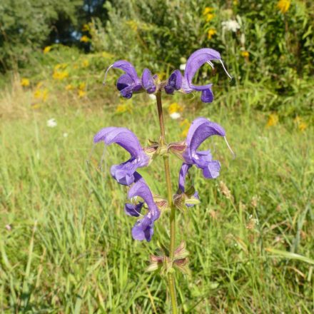 Mezei zsálya (Salvia pratensis) vetőmag