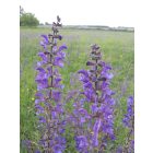 Mezei zsálya (Salvia pratensis) vetőmag