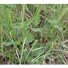 Mezei zsálya (Salvia pratensis) vetőmag