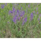 Mezei zsálya (Salvia pratensis) vetőmag