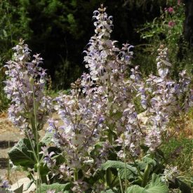   Muskotályzsálya (Salvia sclarea var. turkestanica) vetőmag