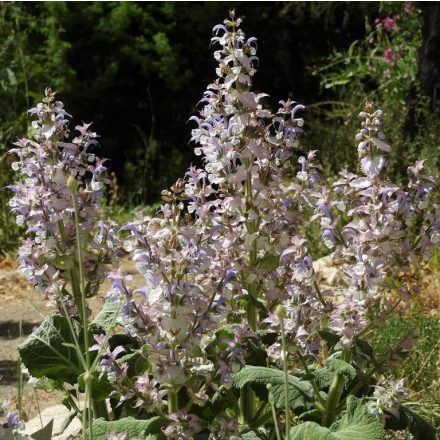 Muskotályzsálya (Salvia sclarea var. turkestanica) vetőmag