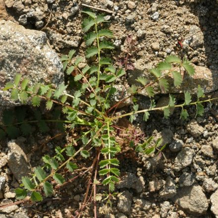 Csabaire vérfű (Sanguisorba minor) vetőmag