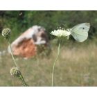 Vajszínű ördögszem (Scabiosa ochroleuca) vetőmag