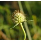 Vajszínű ördögszem (Scabiosa ochroleuca) vetőmag