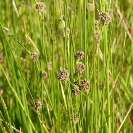 Homoki szürkekáka (Scirpoides holoschoenus) vetőmag