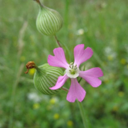 Homoki habszegfű (Silene conica) vetőmag