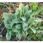Fehér tisztesfű (Stachys germanica) vetőmag
