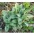 Fehér tisztesfű (Stachys germanica) vetőmag