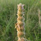 Fehér tisztesfű (Stachys germanica) vetőmag
