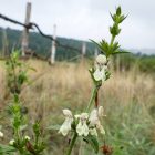 Hasznos tisztesfű (Stachys recta) vetőmag