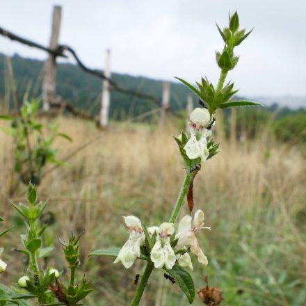 Hasznos tisztesfű (Stachys recta) vetőmag