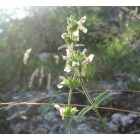 Hasznos tisztesfű (Stachys recta) vetőmag