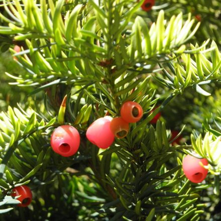 Tiszafa (Taxus baccata) vetőmag