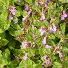 Sarlós gamandor (Teucrium chamaedrys) vetőmag