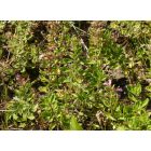 Sarlós gamandor (Teucrium chamaedrys) vetőmag