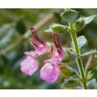 Sarlós gamandor (Teucrium chamaedrys) vetőmag