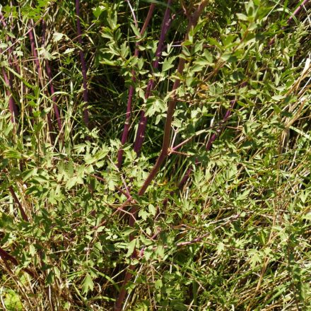 Közönséges borkóró (Thalictrum minus subsp. minus) vetőmag