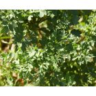 Közönséges borkóró (Thalictrum minus subsp. minus) vetőmag