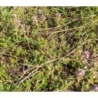 Közönséges kakukkfű (Thymus glabrescens) vetőmag