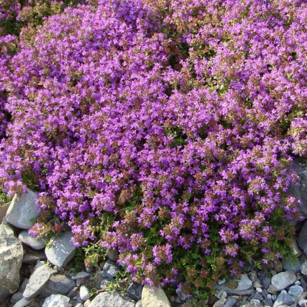 Kerti kakukkfű (Thymus vulgaris) vetőmag