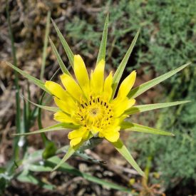 Nagy bakszakáll (Tragopogon dubius) vetőmag