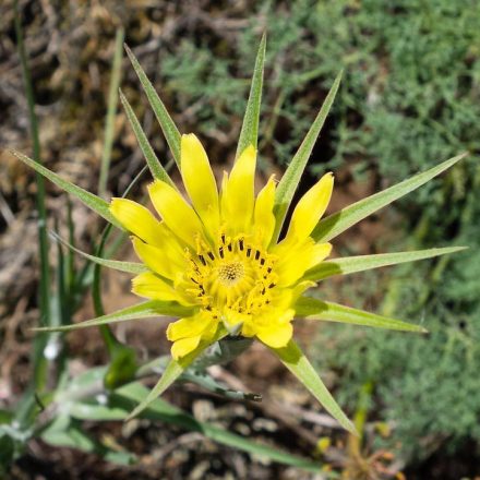 Nagy bakszakáll (Tragopogon dubius) vetőmag