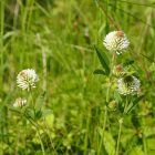 Hegyi here (Trifolium montanum) vetőmag