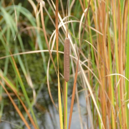 Keskenylevelű gyékény (Typha angustifolia) vetőmag