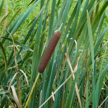 Széleslevelű gyékény (Typha latifolia) vetőmag