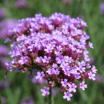 Ernyős verbéna (Verbena bonariensis) vetőmag