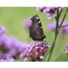 Ernyős verbéna (Verbena bonariensis) vetőmag
