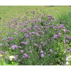 Ernyős verbéna (Verbena bonariensis) vetőmag