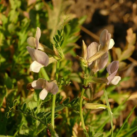 Szennyes bükköny (Vicia grandiflora ) vetőmag